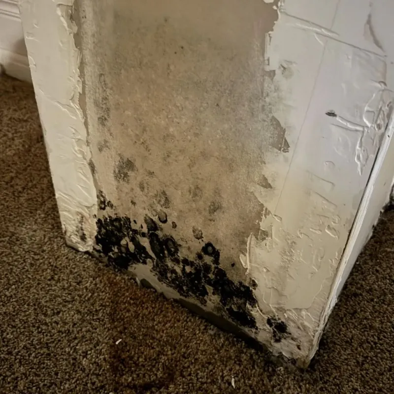 Professional Mold Removal in Appomattox County, VA
